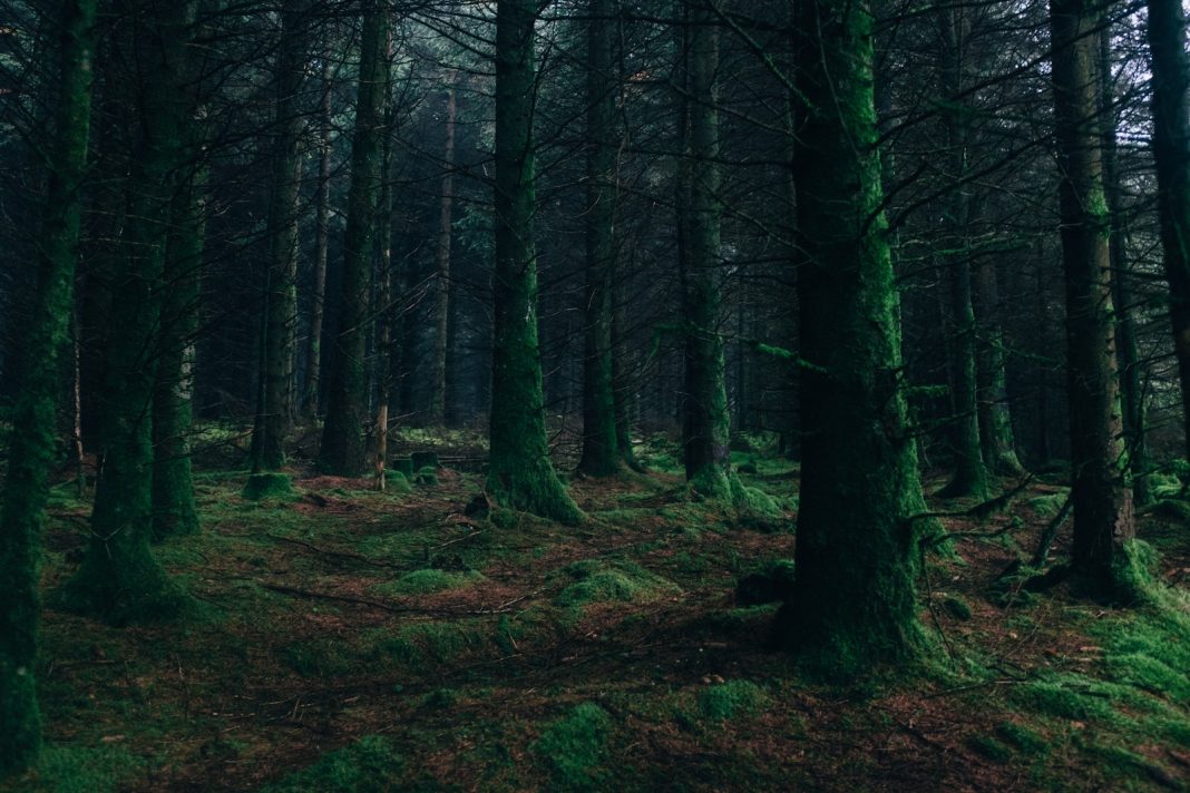 landscape photography of forest